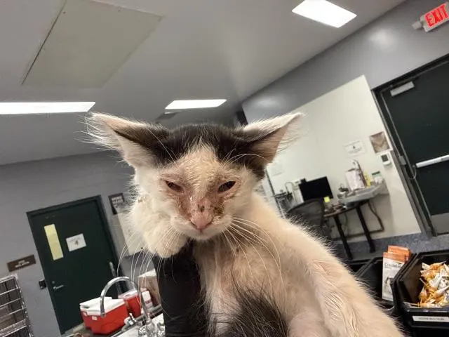 Adoptable Cat