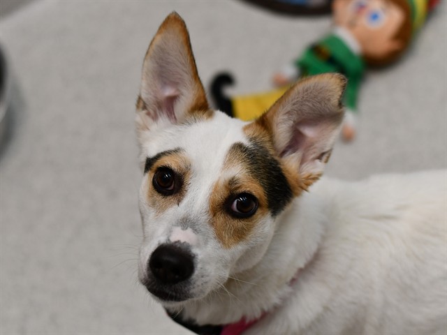 Nova
