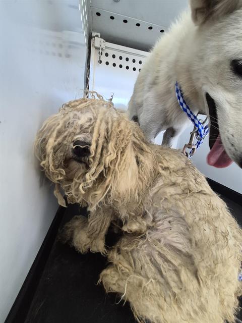 Adoptable Dog