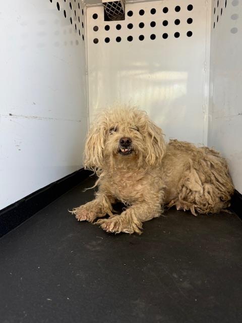 Adoptable Dog