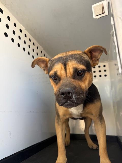 Adoptable Dog
