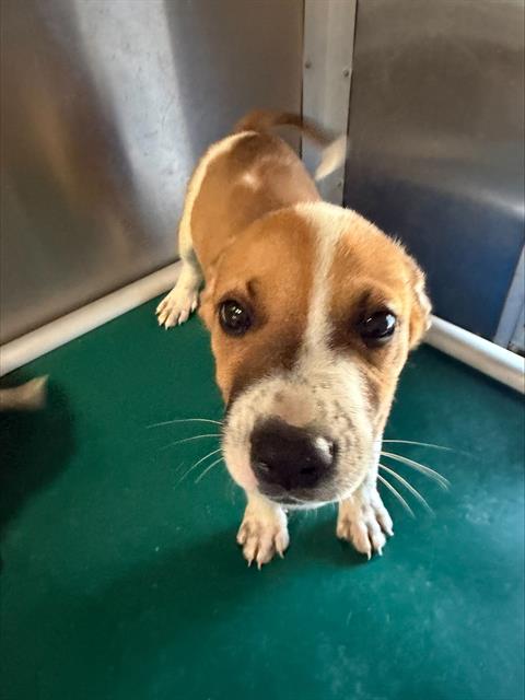 Adoptable Dog