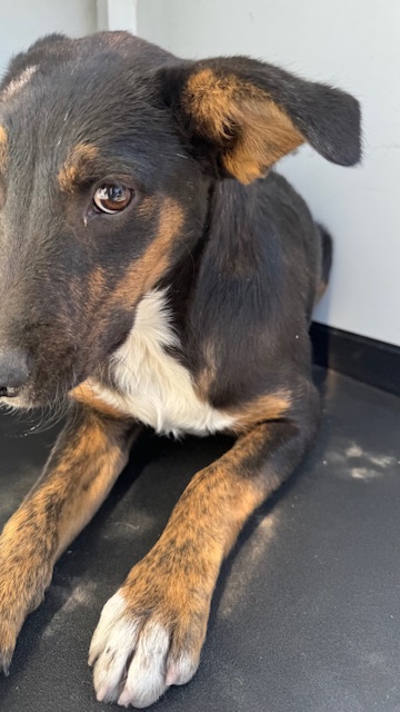 Adoptable Dog