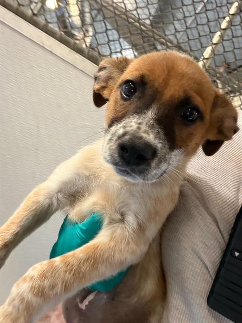 Adoptable Dog