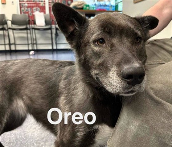Oreo