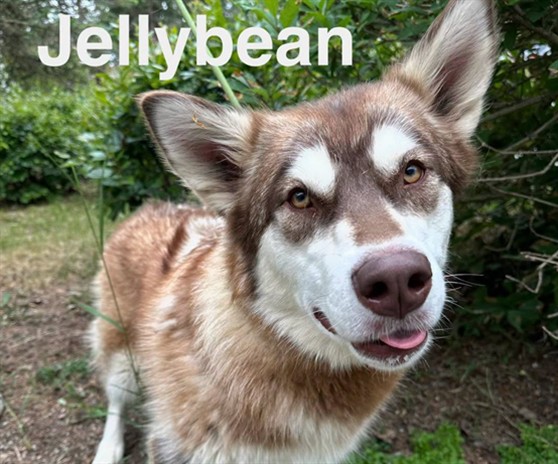 Jellybean