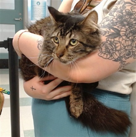 Adoptable Cat