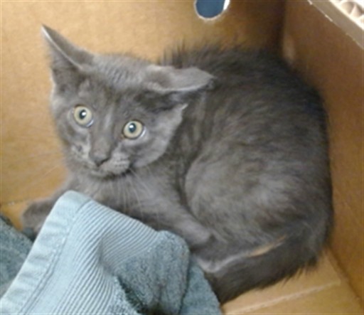 Adoptable Cat