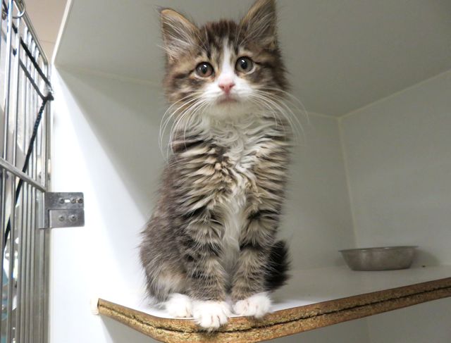 Adoptable Cat