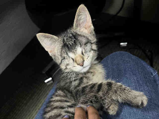 Gremlynn-In Foster
