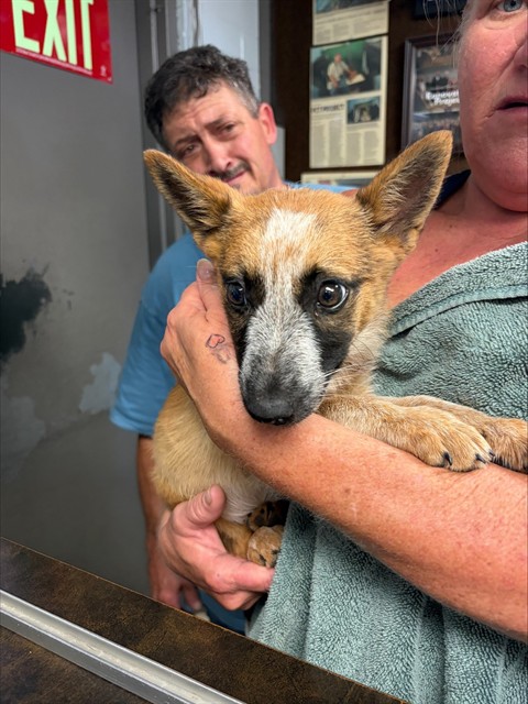 Adoptable Dog