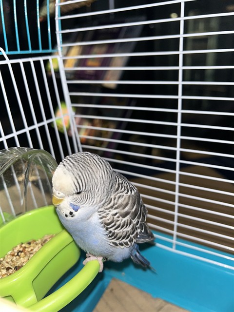 Blueberry