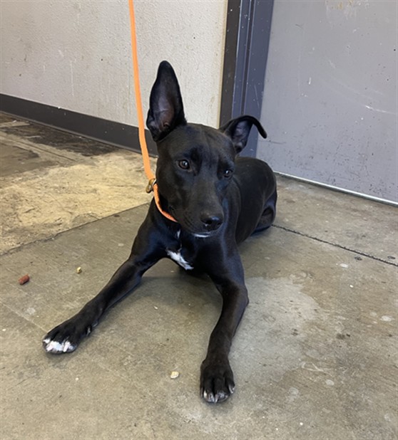 Nala