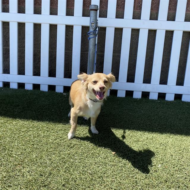 Adoptable Dog