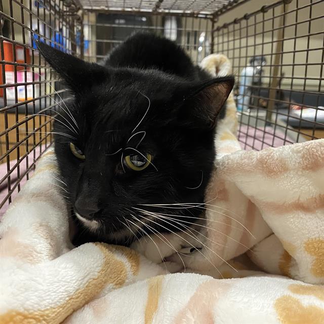 Adoptable Cat