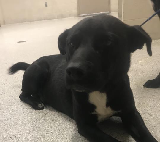 Adoptable Dog