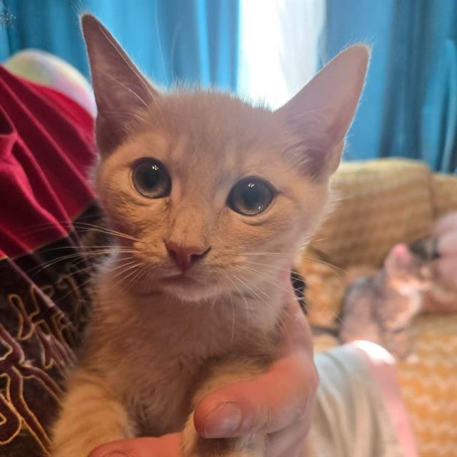 Paxton