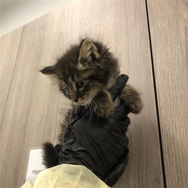 Gizmo*