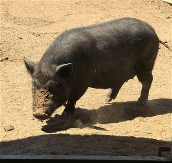 Ham Solo