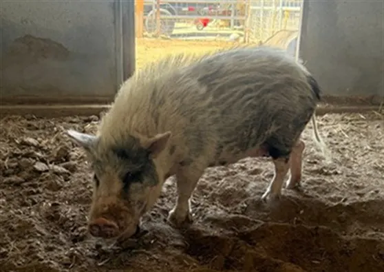 Pigcasso