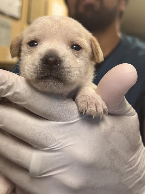 Biscuit