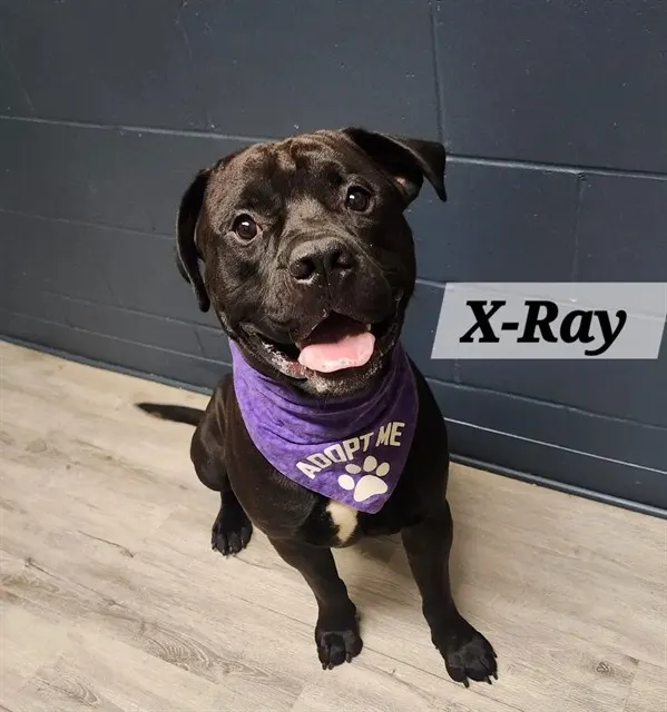 X-Ray