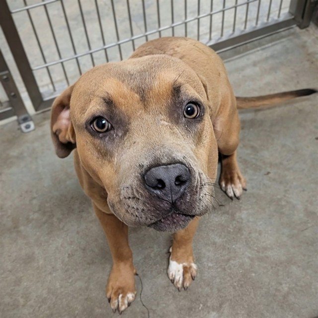 Adoptable Dog