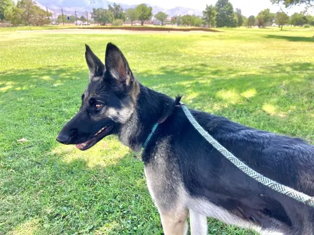 Heidi