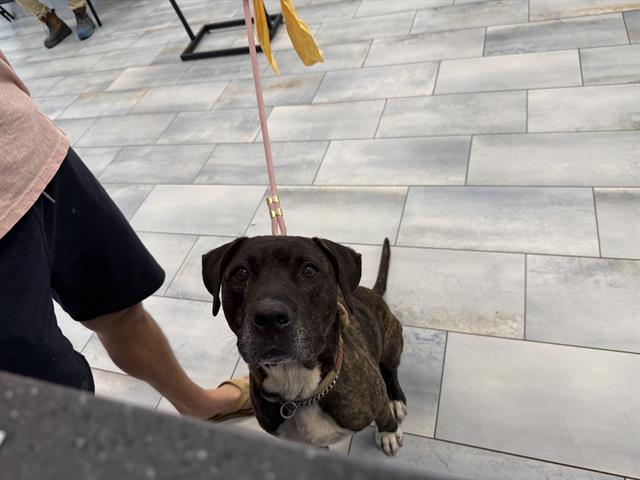 Adoptable Dog
