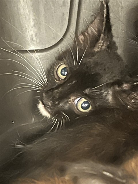 Adoptable Cat