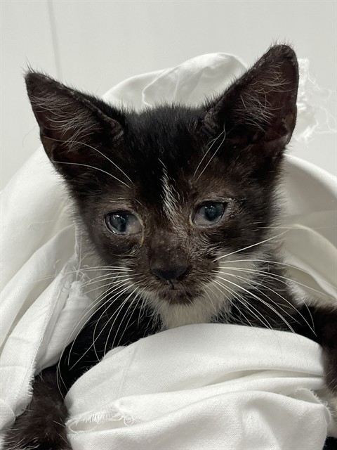 Adoptable Cat