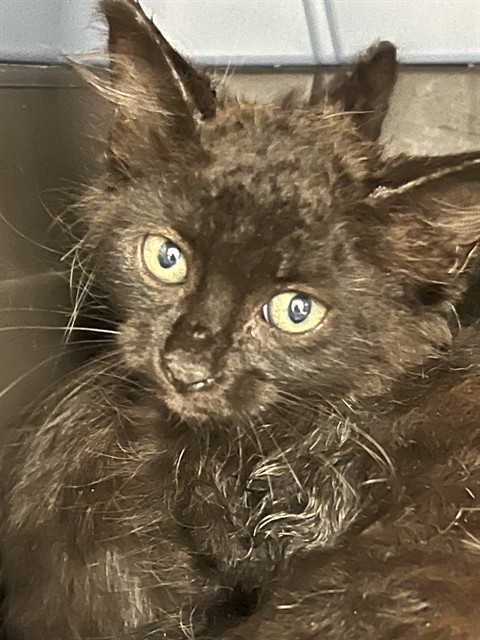 Adoptable Cat