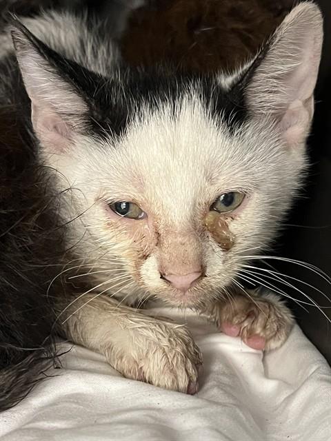 Adoptable Cat