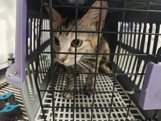 Adoptable Cat
