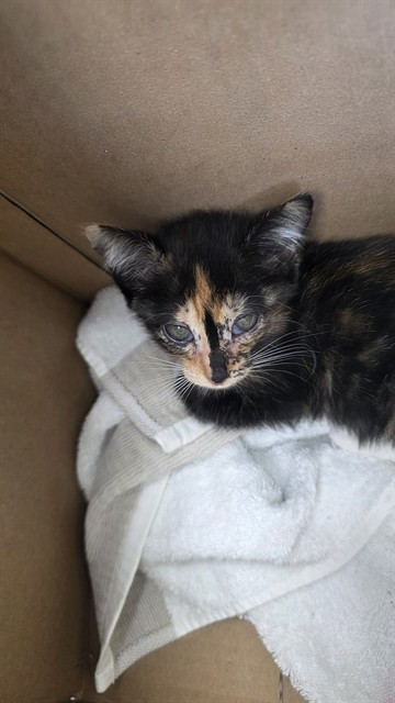 Adoptable Cat