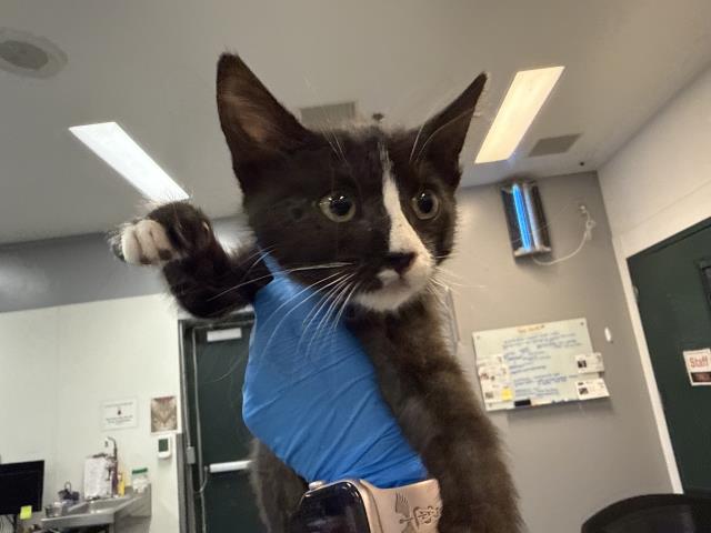 Adoptable Cat