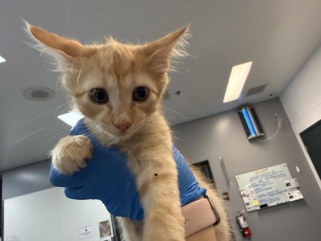 Adoptable Cat