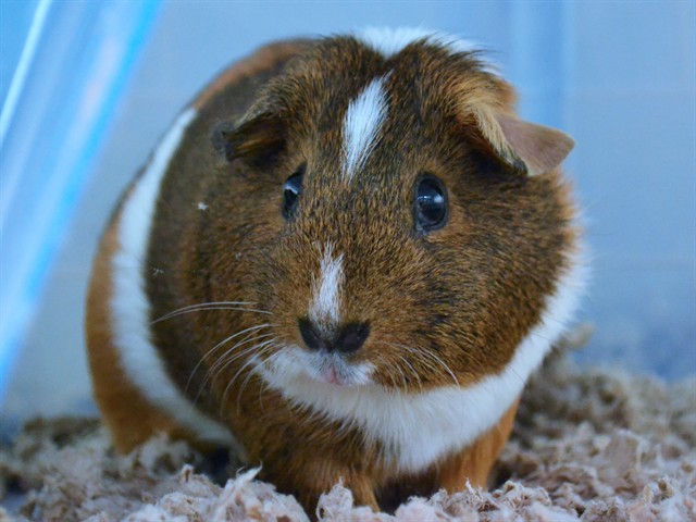 Penny