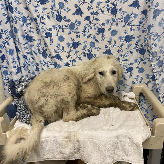 Adoptable Dog