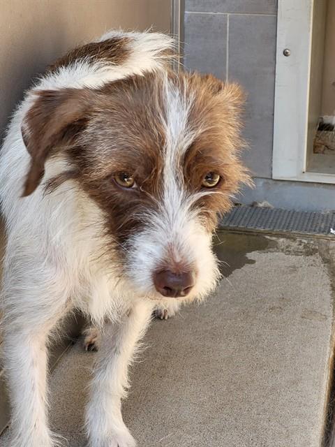 Adoptable Dog