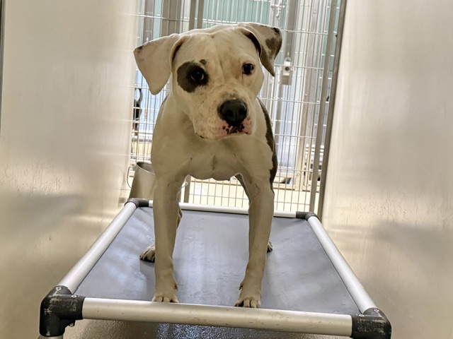 Adoptable Dog