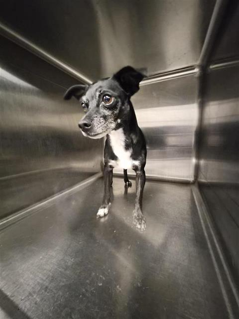 Adoptable Dog