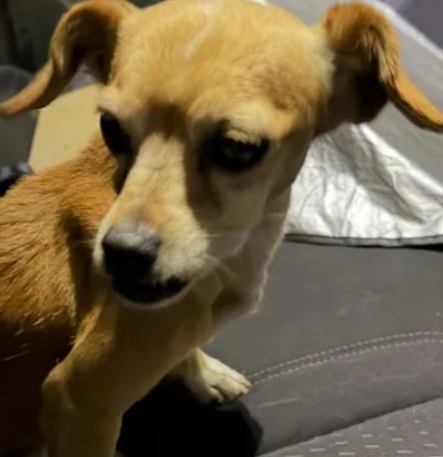 Adoptable Dog