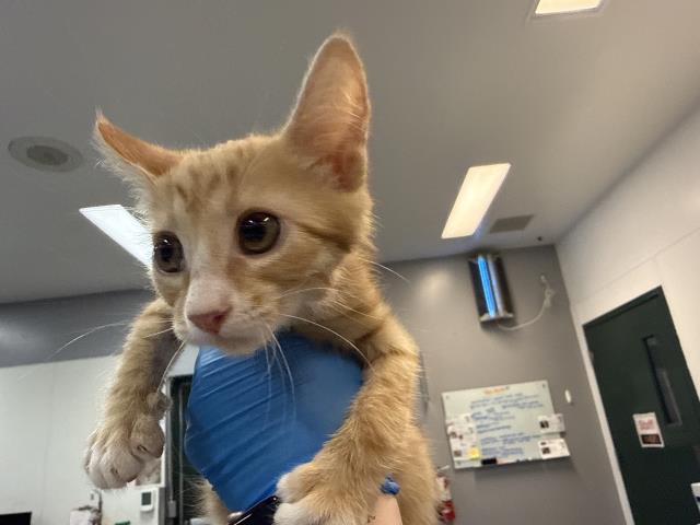Adoptable Cat