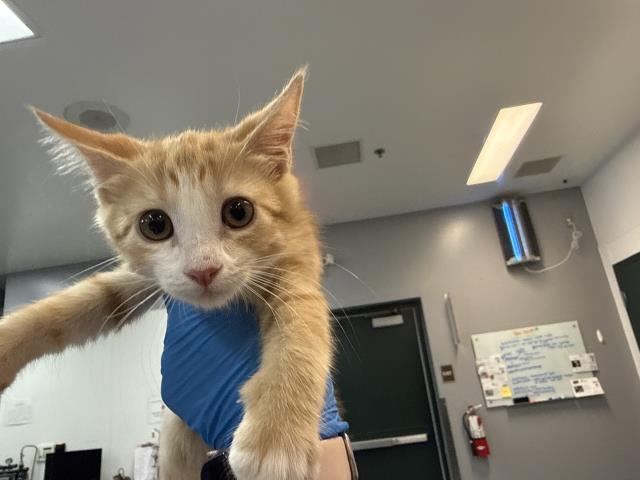 Adoptable Cat