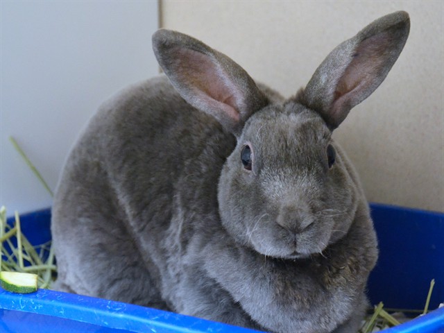 Delilah