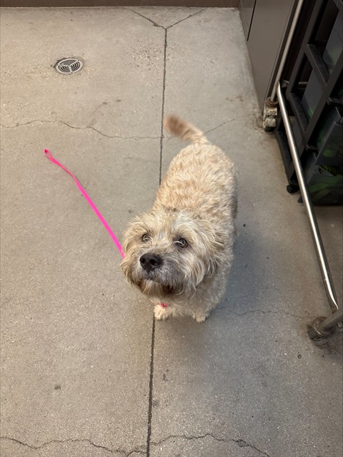 Daisy