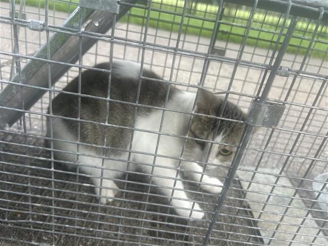 Adoptable Cat