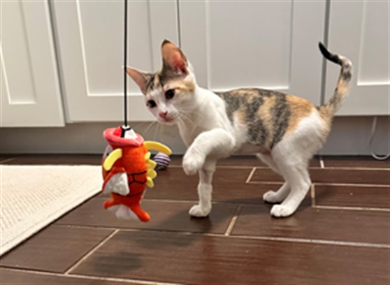 Bebe