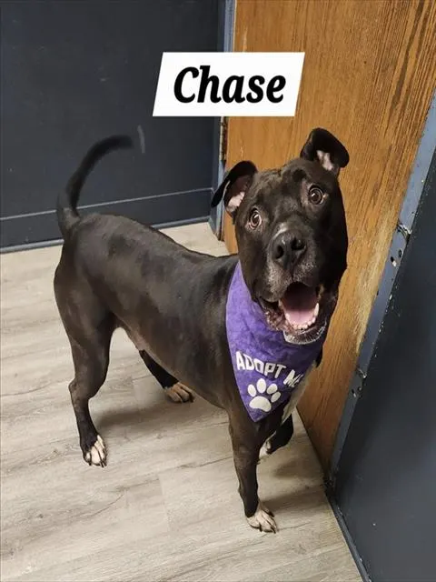 Chase